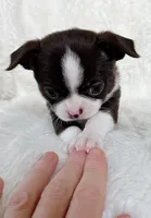 Chocolate and white girl, a female Chihuahua for sale in Lansing, MI – Photo 3 of 5