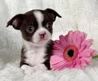 Chocolate and white girl, a female Chihuahua for sale in Lansing, MI – Photo 9 of 10