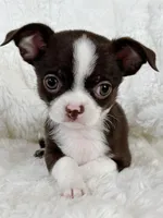 Chocolate and white girl, a female Chihuahua for sale in Lansing, MI – 2 of 10