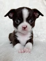 Chocolate and white girl, a female Chihuahua for sale in Lansing, MI – Photo 5 of 5