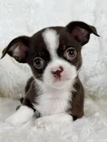 Chocolate and white girl, a female Chihuahua for sale in Lansing, MI – 6 of 10