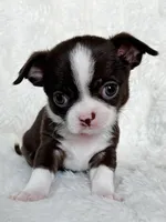 Chocolate and white girl, a female Chihuahua for sale in Lansing, MI – Photo 2 of 5