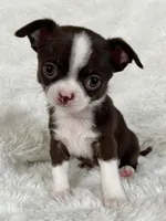 Chocolate and white girl, a female Chihuahua for sale in Lansing, MI – Photo 7 of 10