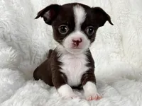 Chocolate and white girl, a female Chihuahua for sale in Lansing, MI – Photo 8 of 10