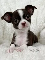 Chocolate and white girl, a female Chihuahua for sale in Lansing, MI – 3 of 10