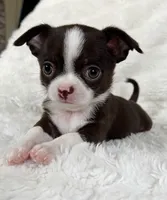 Chocolate and white girl, a female Chihuahua for sale in Lansing, MI – Photo 6 of 10