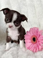 Chocolate and white girl, a female Chihuahua for sale in Lansing, MI – Photo 10 of 10