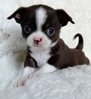 Chocolate and white girl, a female Chihuahua for sale in Lansing, MI – Photo 1 of 5