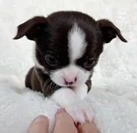 Chocolate and white girl, a female Chihuahua for sale in Lansing, MI – Photo 4 of 5