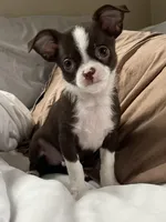 Chocolate and white girl, a female Chihuahua for sale in Lansing, MI – 4 of 10