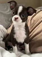Chocolate and white girl, a female Chihuahua for sale in Lansing, MI – 5 of 10