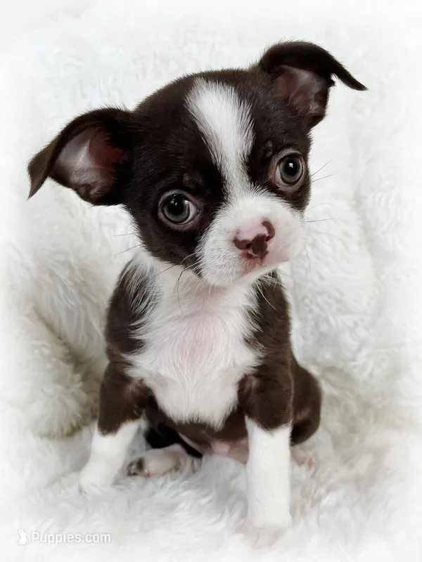 Chocolate and white girl – Chihuahua puppy for sale in Lansing, MI