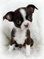 Chocolate and white girl, a female Chihuahua for sale in Lansing, MI – 1 of 10