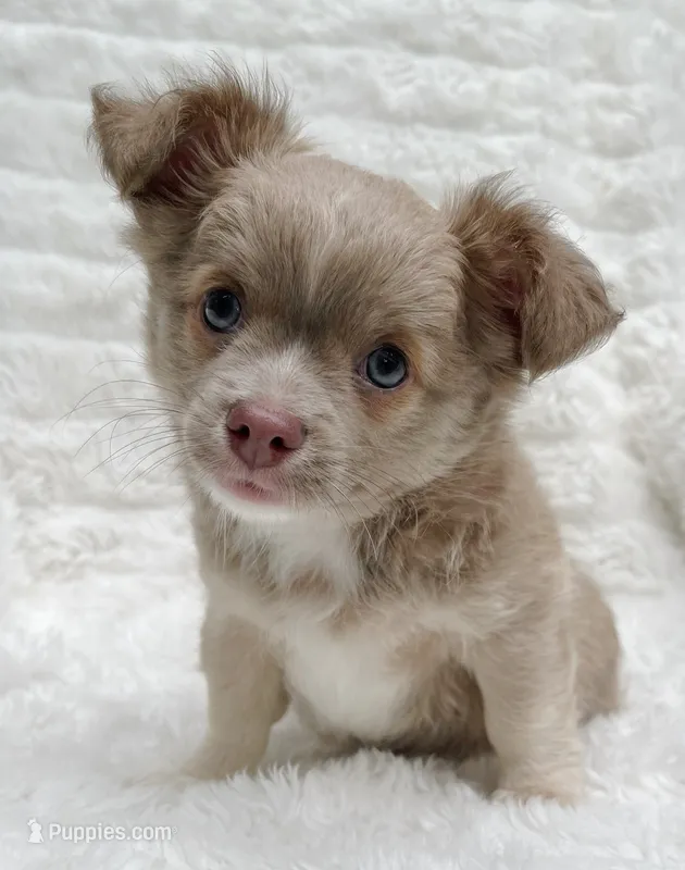 AKC Archie – Chihuahua puppy for sale in Lansing, MI