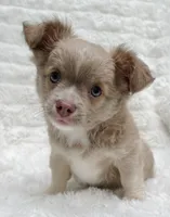 AKC Archie, a male Chihuahua for sale in Lansing, MI – 1 of 5