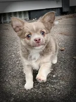 AKC Archie, a male Chihuahua for sale in Lansing, MI – 3 of 5