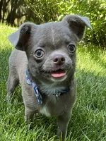 Timmy, a male Chihuahua for sale in Lansing, MI – 6 of 9