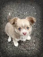 AKC Archie, a male Chihuahua for sale in Lansing, MI – 2 of 5