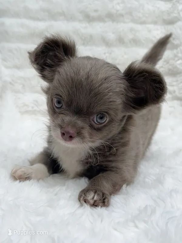 Lilac longcoat girl – Chihuahua puppy for sale in Lansing, MI