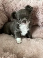 Lilac longcoat girl, a female Chihuahua for sale in Lansing, MI – 9 of 10