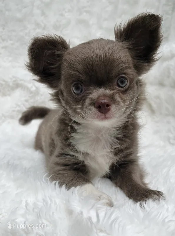 Lilac longcoat girl – Chihuahua puppy for sale in Lansing, MI