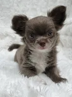 Lilac longcoat girl, a female Chihuahua for sale in Lansing, MI – 4 of 10