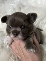 Lilac longcoat girl, a female Chihuahua for sale in Lansing, MI – 3 of 7