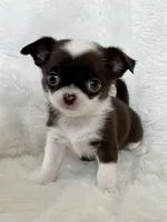 Chocolate and white smoothcoat girl, a female Chihuahua for sale in Lansing, MI – Photo 2 of 7