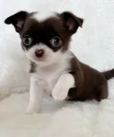 Chocolate and white smoothcoat girl, a female Chihuahua for sale in Lansing, MI – Photo 5 of 7