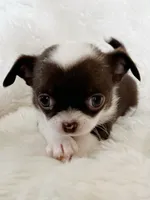 Chocolate and white smoothcoat girl, a female Chihuahua for sale in Lansing, MI – Photo 6 of 7