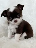 Chocolate and white smoothcoat girl, a female Chihuahua for sale in Lansing, MI – Photo 4 of 7