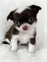 Chocolate and white smoothcoat girl, a female Chihuahua for sale in Lansing, MI – Photo 7 of 7