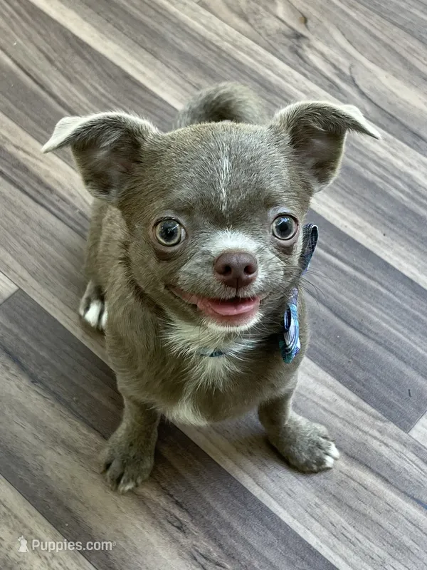 Timmy – Chihuahua puppy for sale in Lansing, MI
