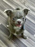 Timmy, a male Chihuahua for sale in Lansing, MI – 1 of 9