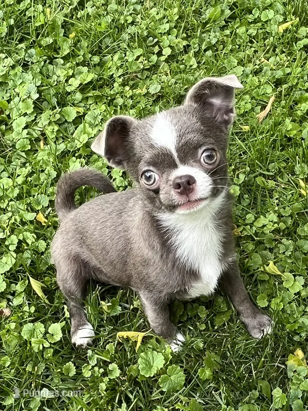 Tino  – Chihuahua puppy for sale in Lansing, MI