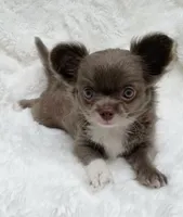 Lilac longcoat girl, a female Chihuahua for sale in Lansing, MI – 5 of 10