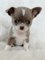 Lilac smoothcoat girl, a female Chihuahua for sale in Lansing, MI – Photo 3 of 5