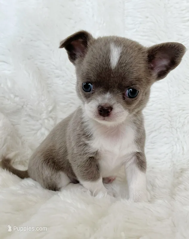 Lilac smoothcoat girl – Chihuahua puppy for sale in Lansing, MI