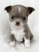 Lilac smoothcoat girl, a female Chihuahua for sale in Lansing, MI – Photo 5 of 5