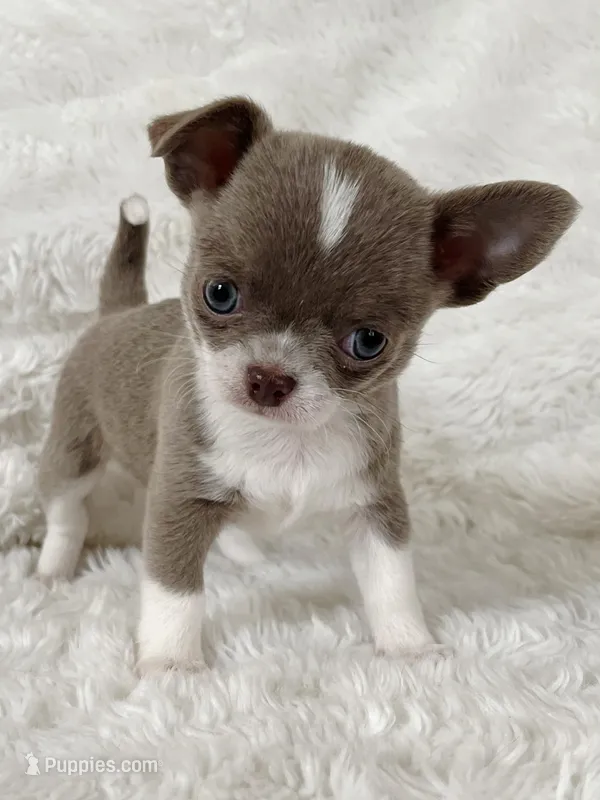 Lilac smoothcoat girl – Chihuahua puppy for sale in Lansing, MI