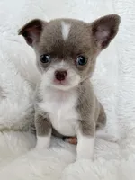 Lilac smoothcoat girl, a female Chihuahua for sale in Lansing, MI – Photo 4 of 5