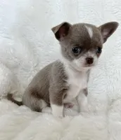 Lilac smoothcoat girl, a female Chihuahua for sale in Lansing, MI – Photo 2 of 5