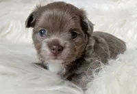 Lilac longcoat girl, a female Chihuahua for sale in Lansing, MI – 3 of 6