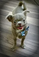 Timmy, a male Chihuahua for sale in Lansing, MI – 5 of 9