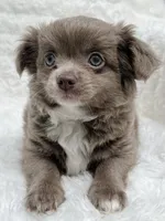 Reserved, a female Chihuahua for sale in Lansing, MI – 3 of 7