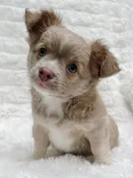 AKC Archie, a male Chihuahua for sale in Lansing, MI – 4 of 5