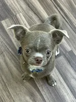 Timmy, a male Chihuahua for sale in Lansing, MI – 3 of 9