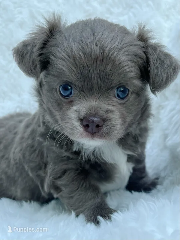 Lilac longcoat girl – Chihuahua puppy for sale in Lansing, MI