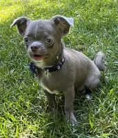 Timmy, a male Chihuahua for sale in Lansing, MI – 4 of 9