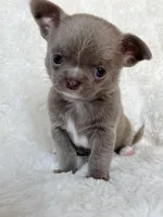 Lilac smoothcoat boy, a male Chihuahua for sale in Lansing, MI – Photo 1 of 5
